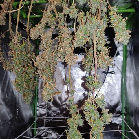 Royal Cookies  growlog timeline photo