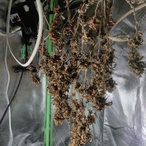 Royal Cookies  growlog timeline photo