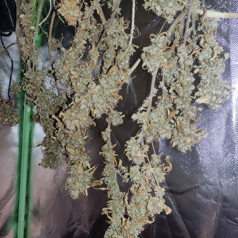 Royal Cookies  growlog timeline photo
