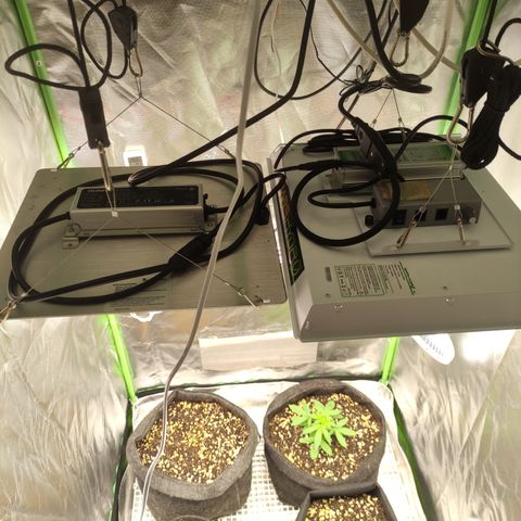 Royal Cookies  growlog timeline photo