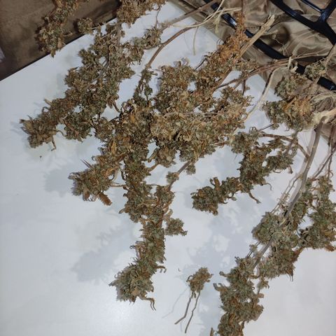 Royal Cookies  growlog timeline photo