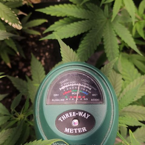 Lemon Haze XXL Auto growlog timeline photo