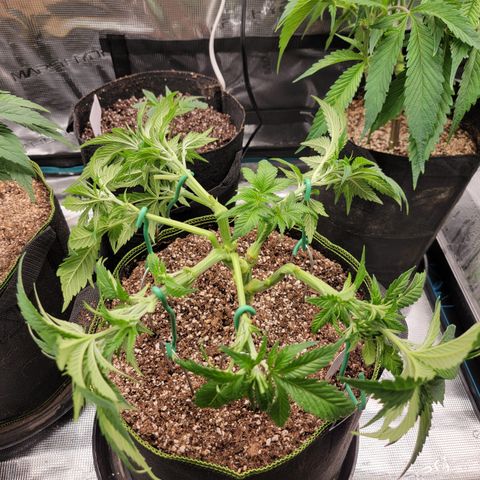 Runtz (Mother) growlog timeline photo