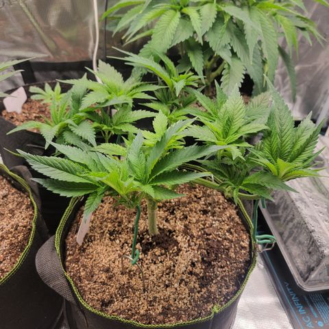 Runtz (Mother) growlog timeline photo