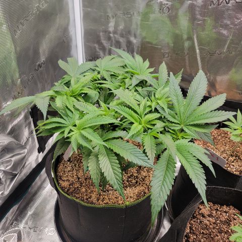 Runtz (Mother) growlog timeline photo