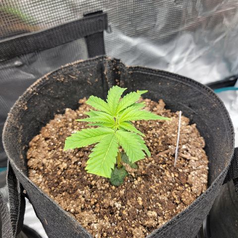 Runtz 2 growlog timeline photo