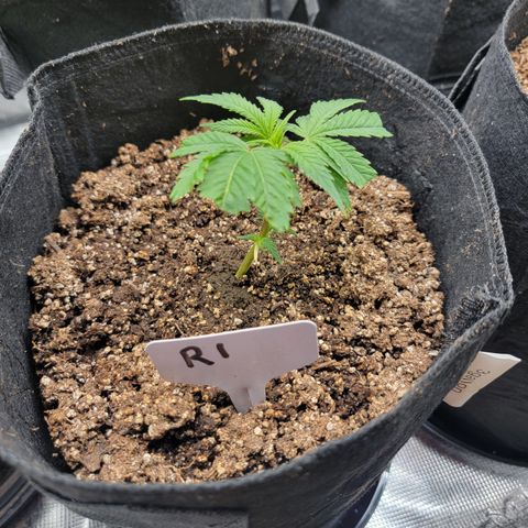 Runtz 1 growlog timeline photo