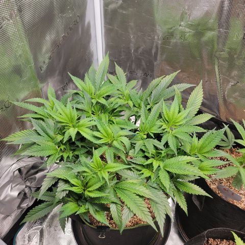 Runtz (Mother) growlog timeline photo