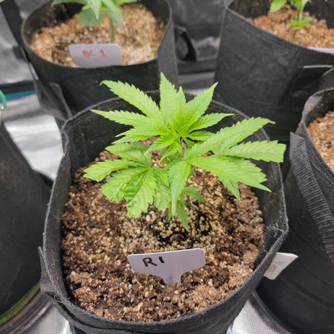 Runtz 1 growlog timeline photo