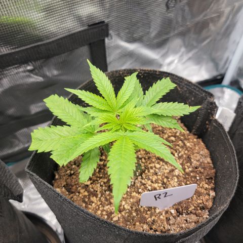 Runtz 2 growlog timeline photo
