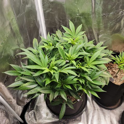 Runtz (Mother) growlog timeline photo