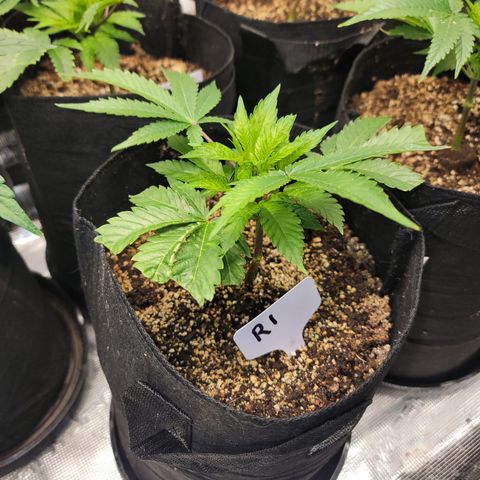Runtz 1 growlog timeline photo