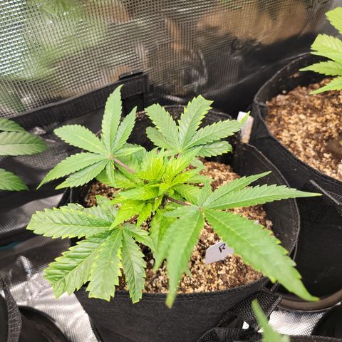 Runtz 2 growlog timeline photo