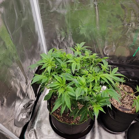 Runtz (Mother) growlog timeline photo