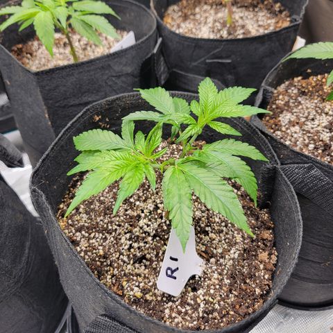 Runtz 1 growlog timeline photo