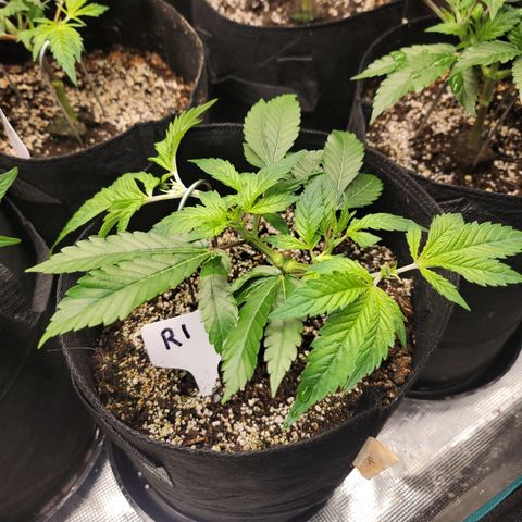 Runtz 1 growlog timeline photo
