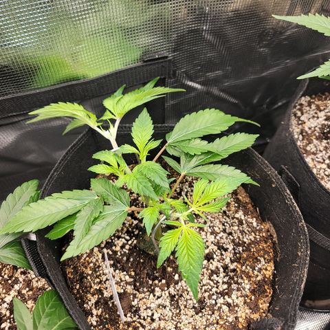 Runtz 2 growlog timeline photo