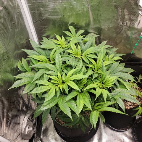 Runtz (Mother) growlog timeline photo