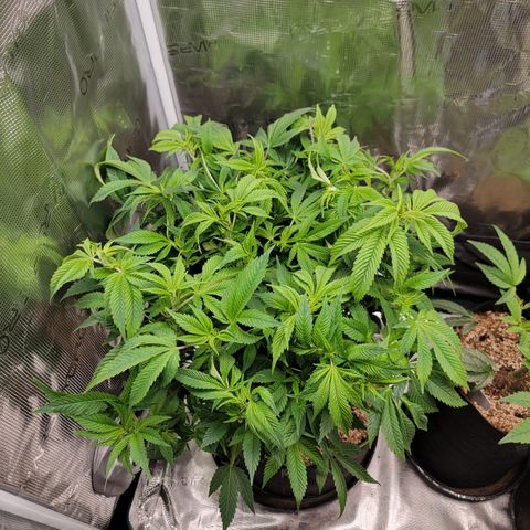 Runtz (Mother) growlog timeline photo
