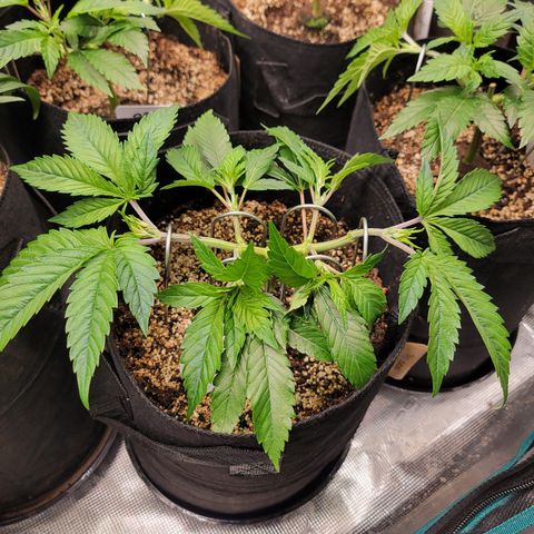 Runtz 1 growlog timeline photo