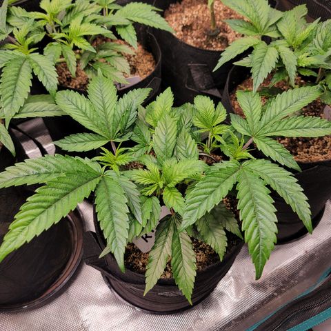 Runtz 1 growlog timeline photo