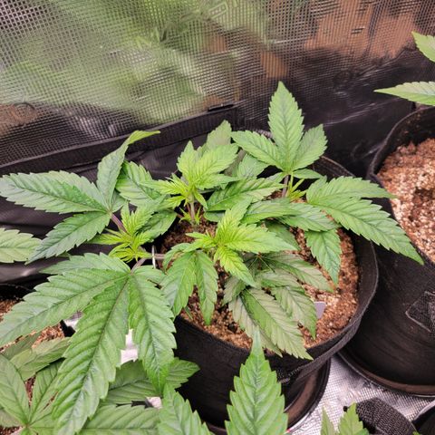 Runtz 2 growlog timeline photo