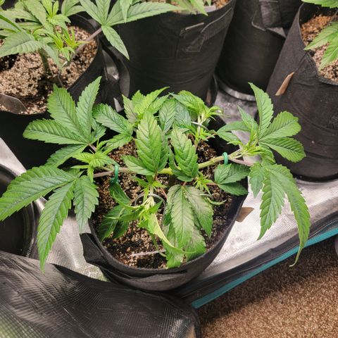 Runtz 1 growlog timeline photo