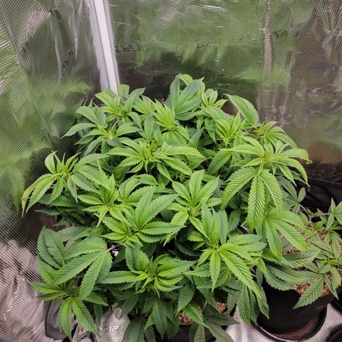 Runtz (Mother) growlog timeline photo