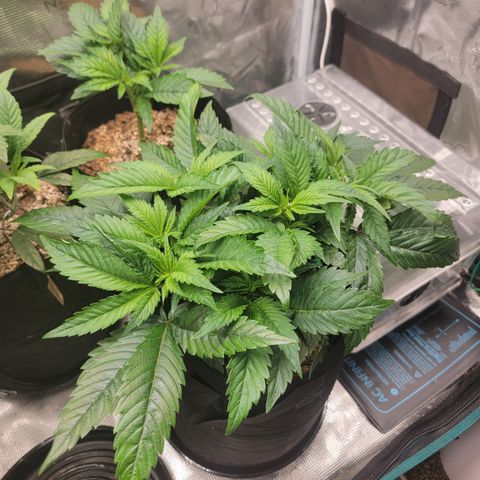 Runtz 1 growlog timeline photo