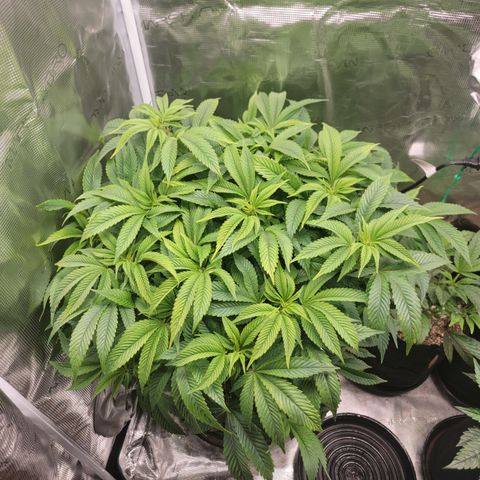 Runtz (Mother) growlog timeline photo