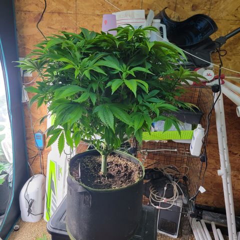 Runtz (Mother) growlog timeline photo