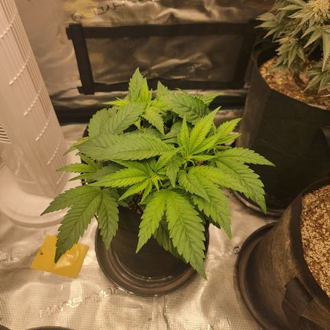 Runtz 2 growlog timeline photo