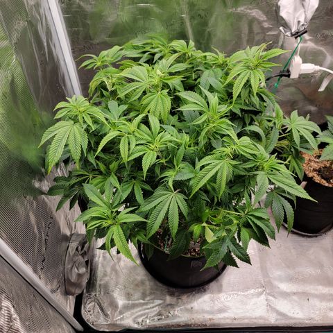 Runtz (Mother) growlog timeline photo