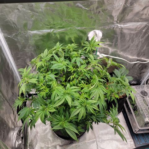 Runtz (Mother) growlog timeline photo