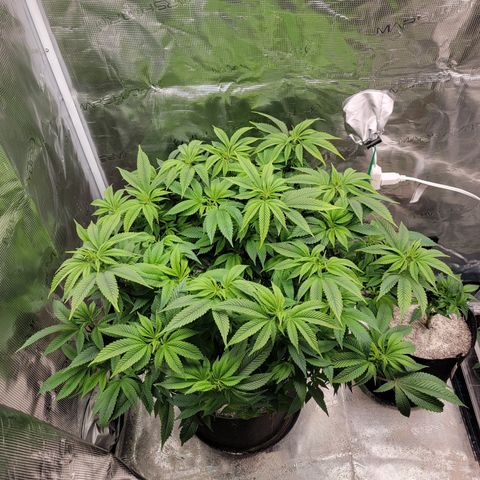 Runtz (Mother) growlog timeline photo