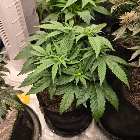 Runtz 2 growlog timeline photo