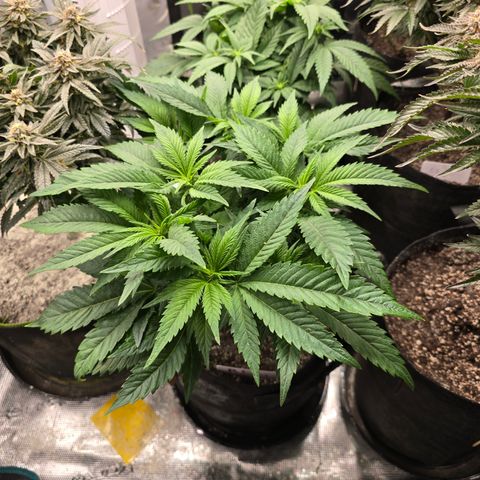Runtz 1 growlog timeline photo