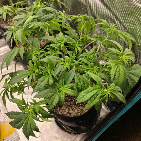Runtz 1 growlog timeline photo