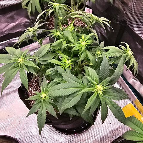 Runtz 2 growlog timeline photo
