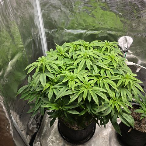 Runtz (Mother) growlog timeline photo