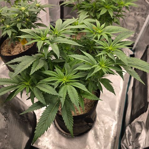 Runtz 1 growlog timeline photo