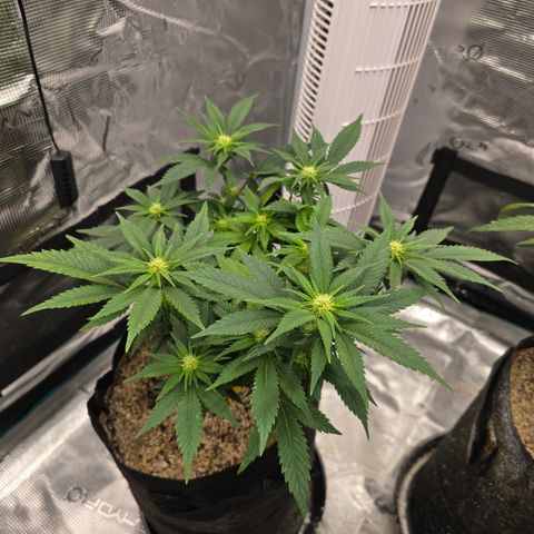 Runtz 2 growlog timeline photo