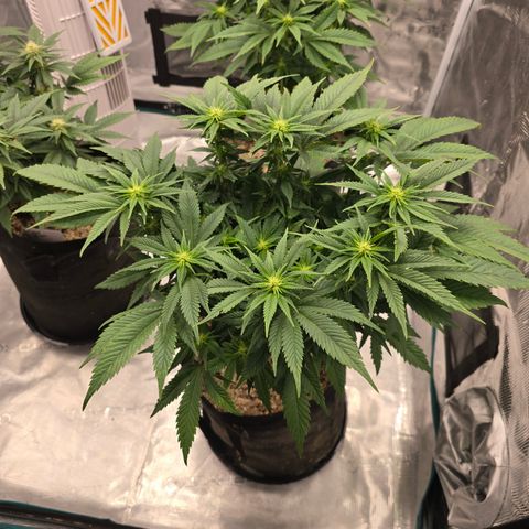 Runtz 1 growlog timeline photo