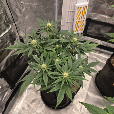 Runtz 2 growlog timeline photo