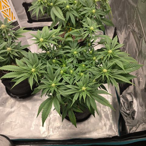 Runtz 1 growlog timeline photo