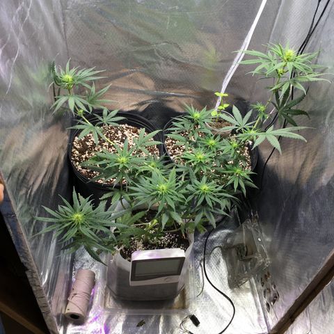 Prensado growlog timeline photo