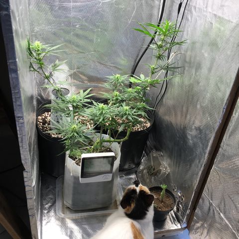 Prensado growlog photo: 16 dias de flora