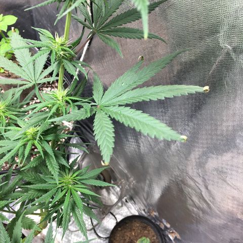 Prensado growlog photo: aparentemente não ta progredindo o over