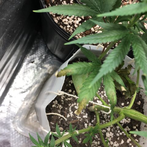 Prensado growlog photo: aparentemente não ta progredindo o over