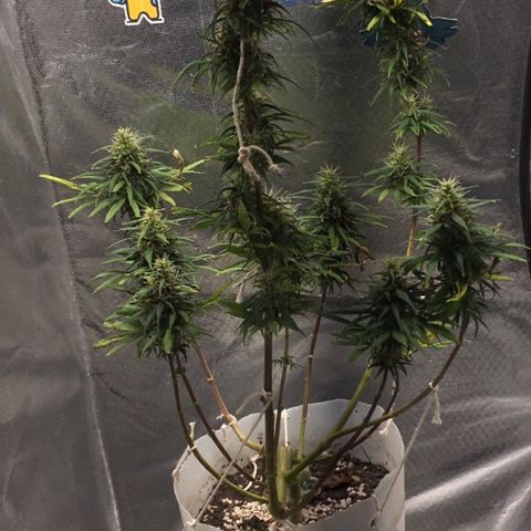 Prensado growlog photo: 7 semanas (49 dias) de flora
